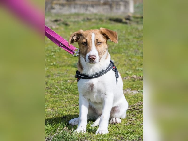 Tesco SI – vorsichtige junge Hündin sucht geduldiges Zuhause 