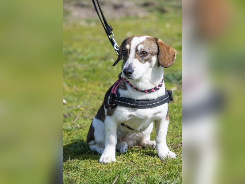 Manci SI – kleine Hündin sucht geduldiges Zuhause 