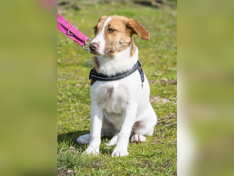 Tesco SI – vorsichtige junge Hündin sucht geduldiges Zuhause 