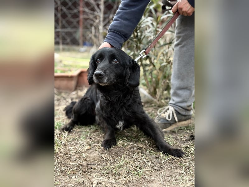 PÖTYI (KK) – sanfte Seniorin sucht einen ruhigen Platz fürs Herz