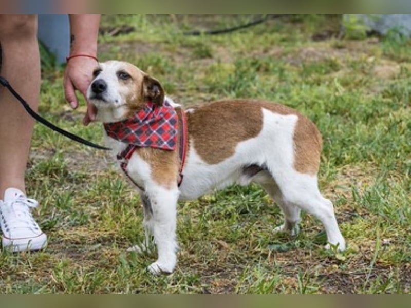 Rozsdi-SI- kleiner Familienhund mit großem Herz ♥