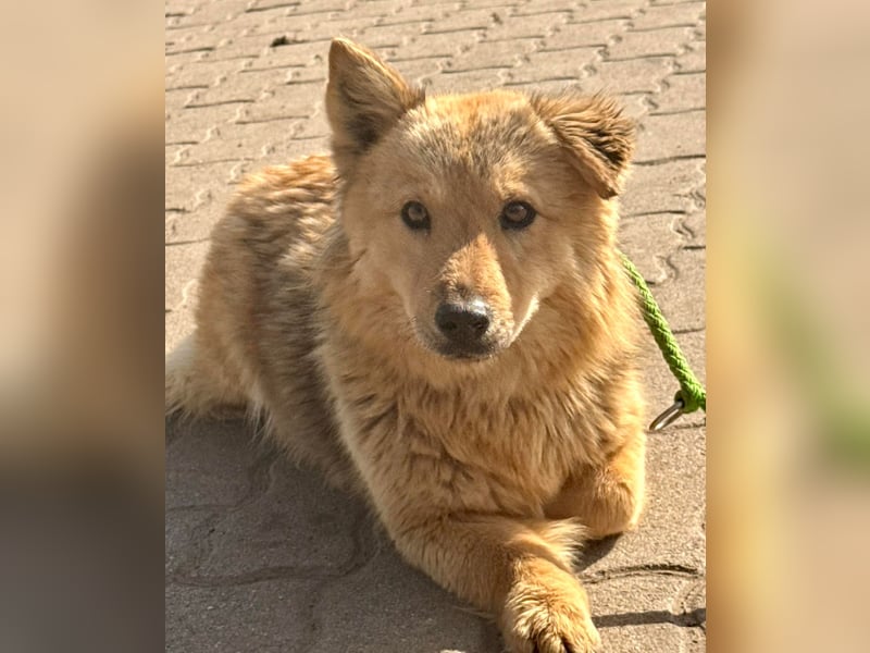 HELLA – zarte Hündin sucht geduldige Menschen mit Herz