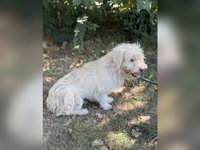 Norna – sensible kleine Hundedame sucht ihr „Für immer Körbchen“ 