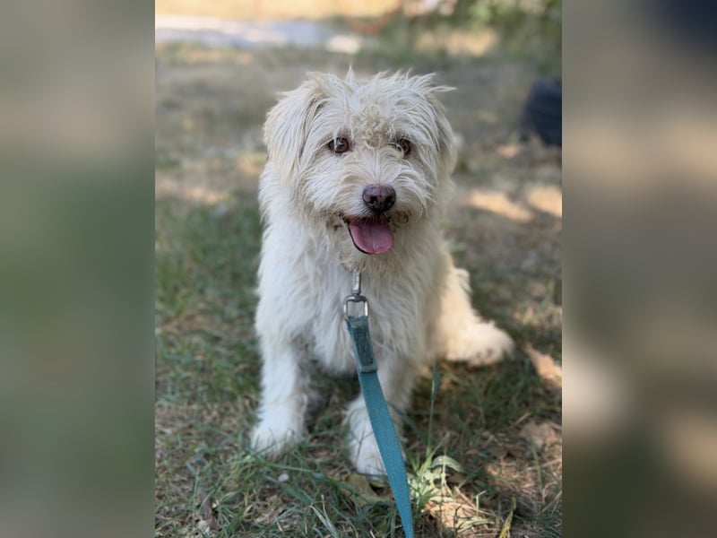 Norna – sensible kleine Hundedame sucht ihr „Für immer Körbchen“ 