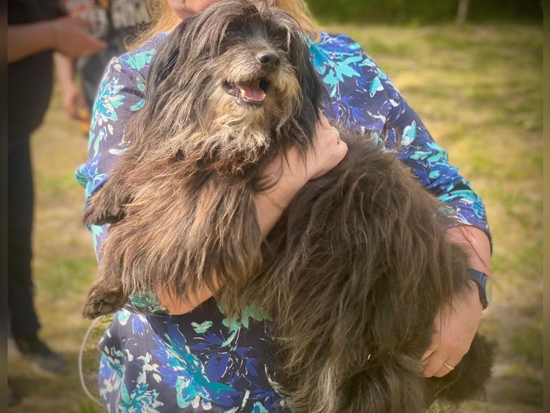 Axel – freundlicher Begleiter sucht ein ruhiges Zuhause 
