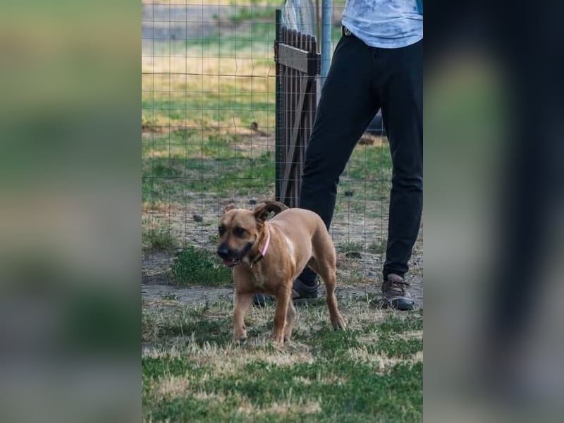 Luna_BE_liebevolle Familienhündin sucht ihr Für-immer-Zuhause 