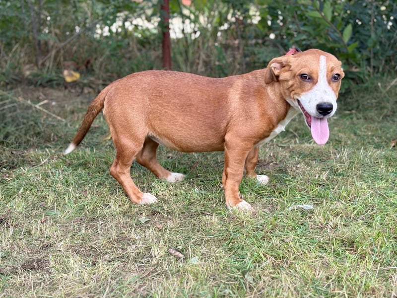 Yellina-KK – liebe, ausgeglichene kleine Hündin sucht ihr Zuhause 