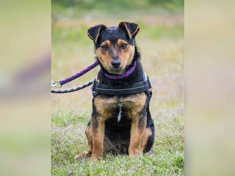 Lupin – liebenswerter Terrier- Mix sucht sein Für-immer- Zuhause