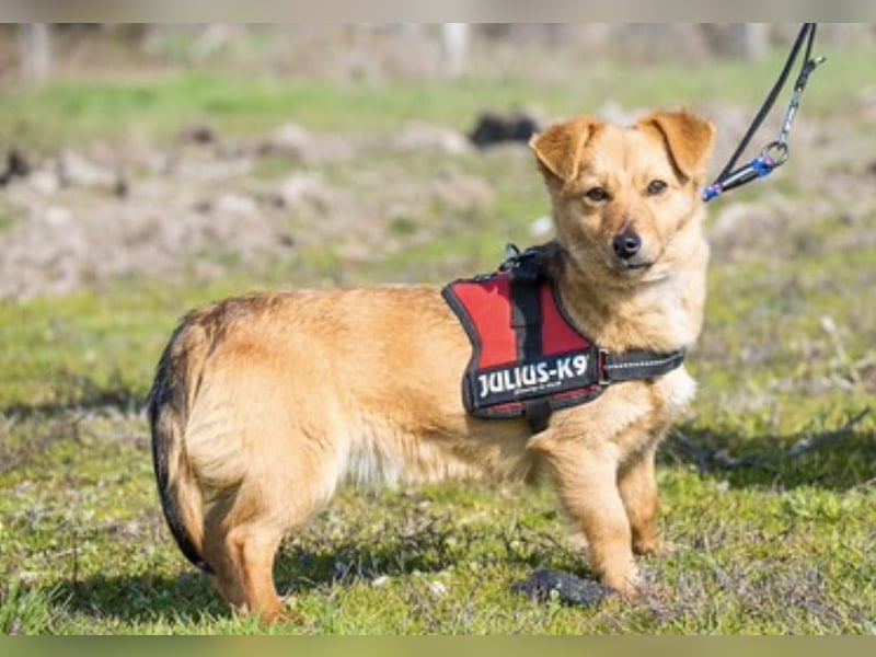 Csiperke SI – aktive kleine Hündin sucht bewegtes Familienleben 