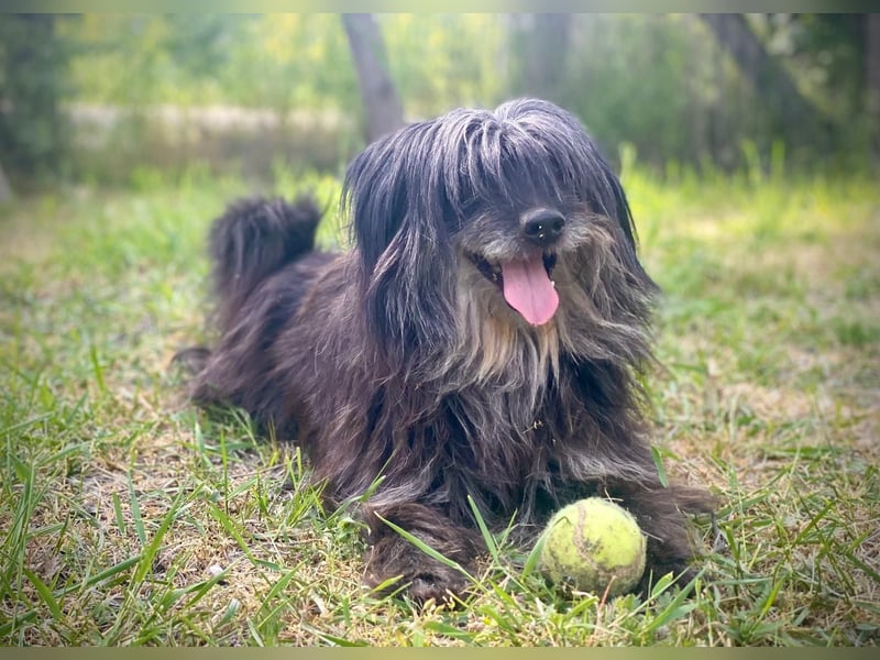 Axel – freundlicher Begleiter sucht ein ruhiges Zuhause 