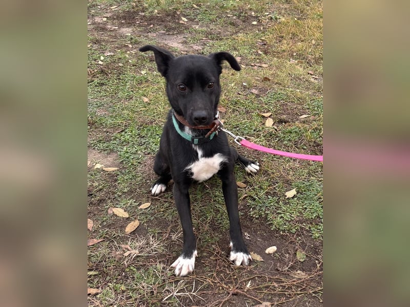 Lola LM – Sanfte Junghündin sucht geduldige Menschen mit Herz