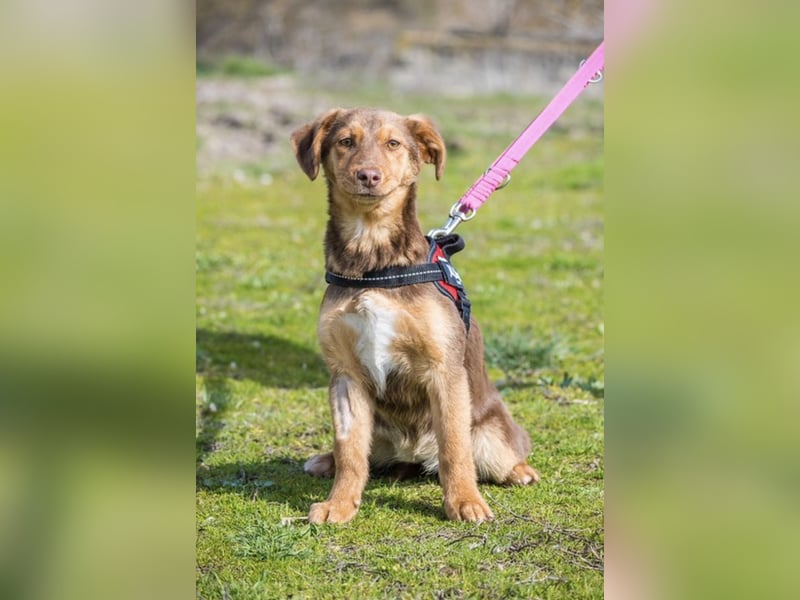 Temu SI – junge Hündin auf dem Weg ins Leben 