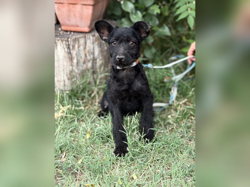 Itala KK – fröhliches Hundekind sucht liebevolle Familie 