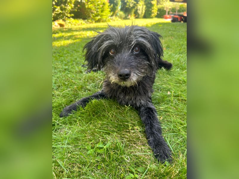 Axel – freundlicher Begleiter sucht ein ruhiges Zuhause 