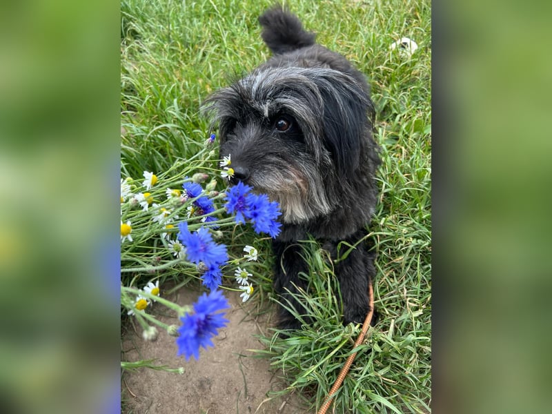 Axel – freundlicher Begleiter sucht ein ruhiges Zuhause 