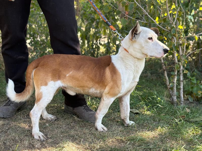 ARMINKA (KK) – sensibler Rüde sucht seine Zweibeiner mit Herz