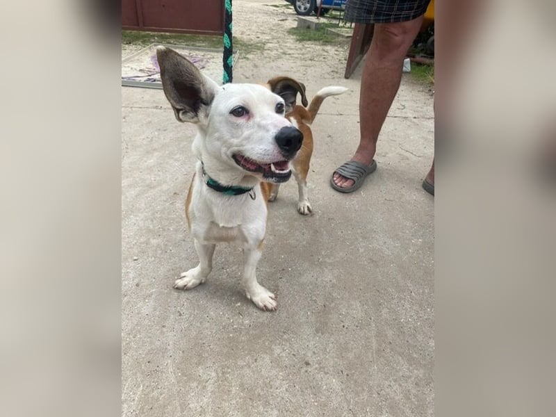 ARMINKA (KK) – sensibler Rüde sucht seine Zweibeiner mit Herz