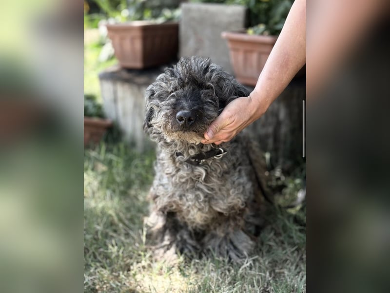Uzon-KK – sanfter Hundesenior sucht ein liebevolles Zuhause für den Lebensabend 