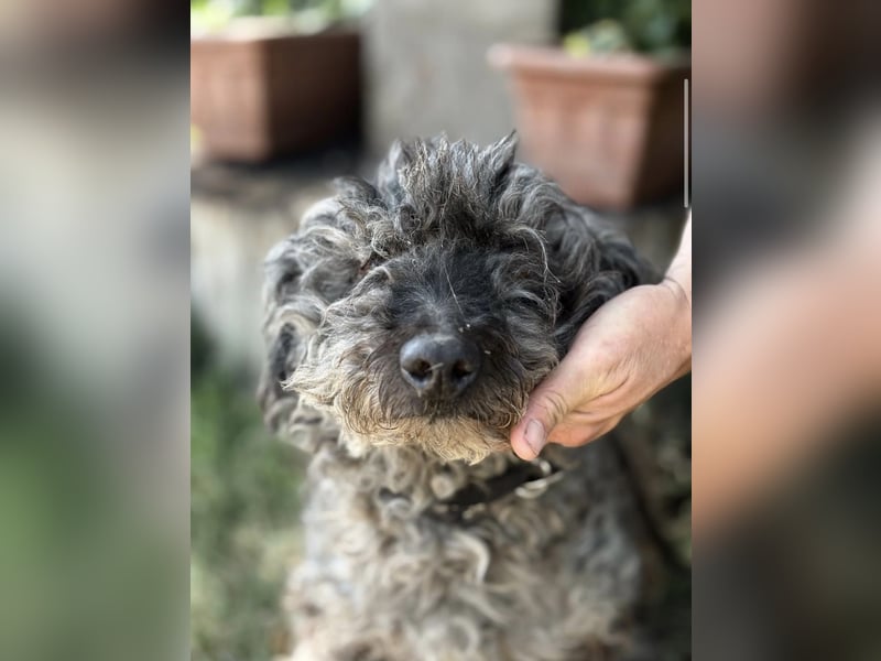 Uzon-KK – sanfter Hundesenior sucht ein liebevolles Zuhause für den Lebensabend 