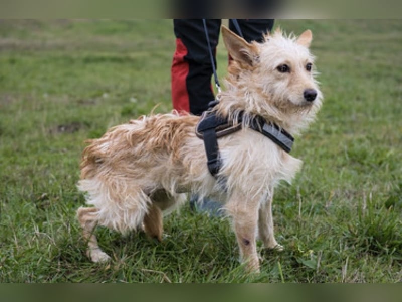 Jacky-SI – sensible Seele sucht geduldige Herzensmenschen 