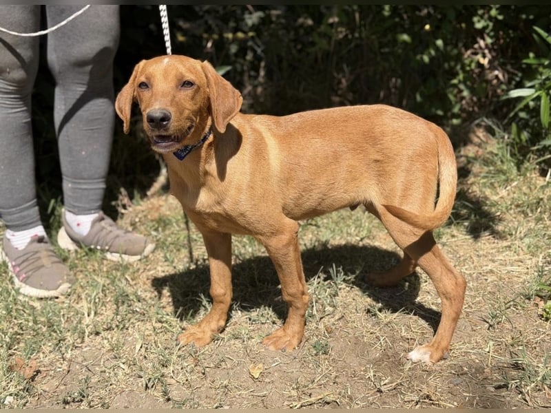 Remig-KK – fröhlicher Junghund sucht hundebegeistertes Zuhause 