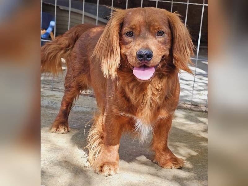 Benji – Dackel Mix ist auf Körbchen Suche