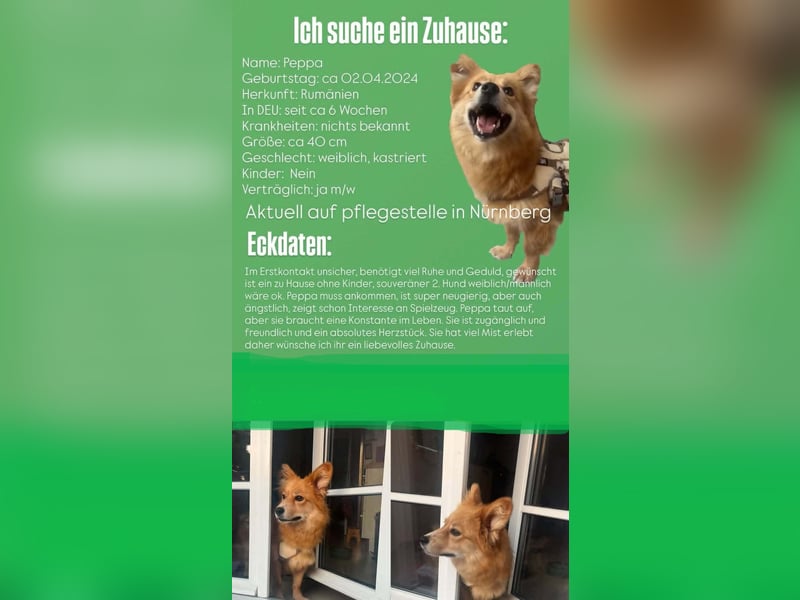 Herzstück Peppa sucht ihr Zuhause – aktuell auf Pflegestelle in Nürnberg