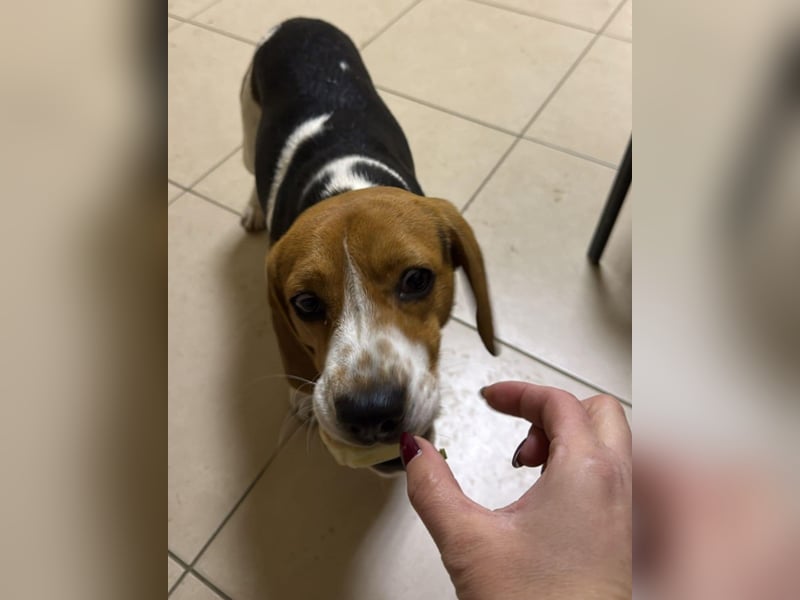 Beagle-Mix " NINO " - toller Bub und soooo lieb
