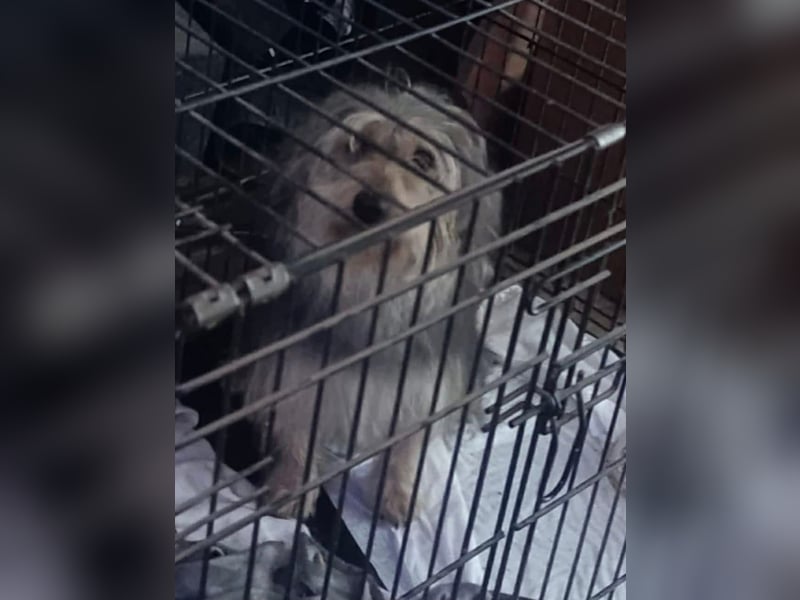 Friedwart – kleiner Herzensbrecher sucht ein Plätzchen