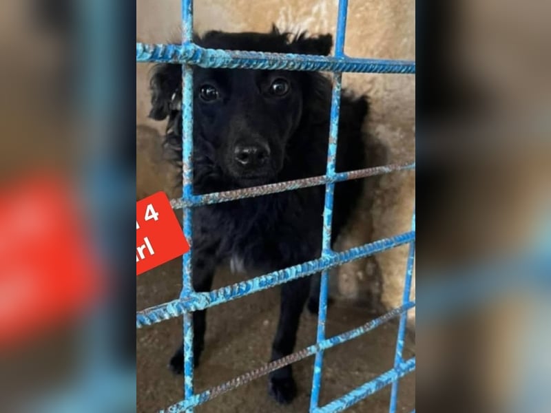 Aila – schwarze Schönheit sucht ein Zuhause