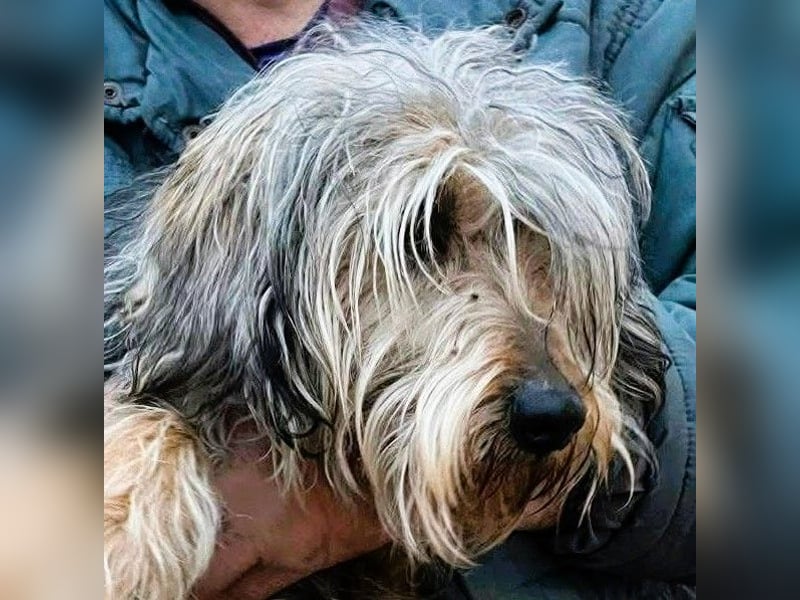 Friedwart – kleiner Herzensbrecher sucht ein Plätzchen