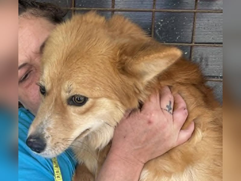 Süß - Süßer - „ZOE“ Zuhause auf Lebzeit gesucht