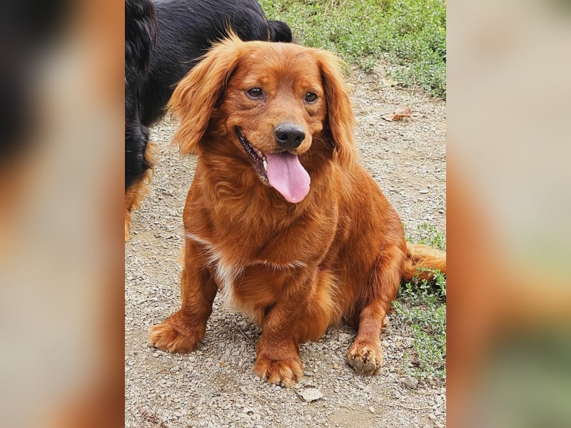 Benji – Dackel Mix ist auf Körbchen Suche