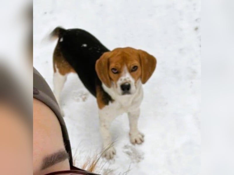 Beagle-Mix " NINO " - toller Bub und soooo lieb