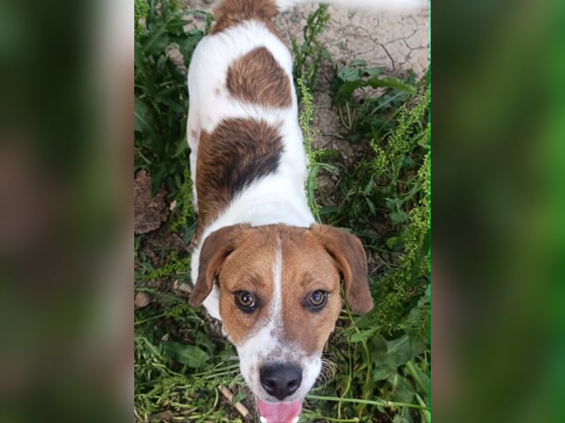 Beagle Mix „Freddy“  -  toller Familienanschluss gesucht