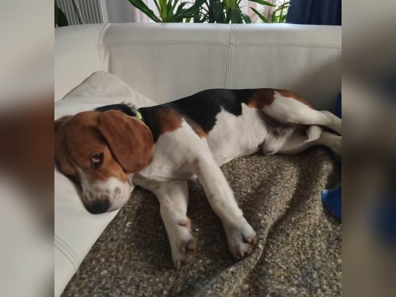 Beagle-Mix " NINO " - toller Bub und soooo lieb