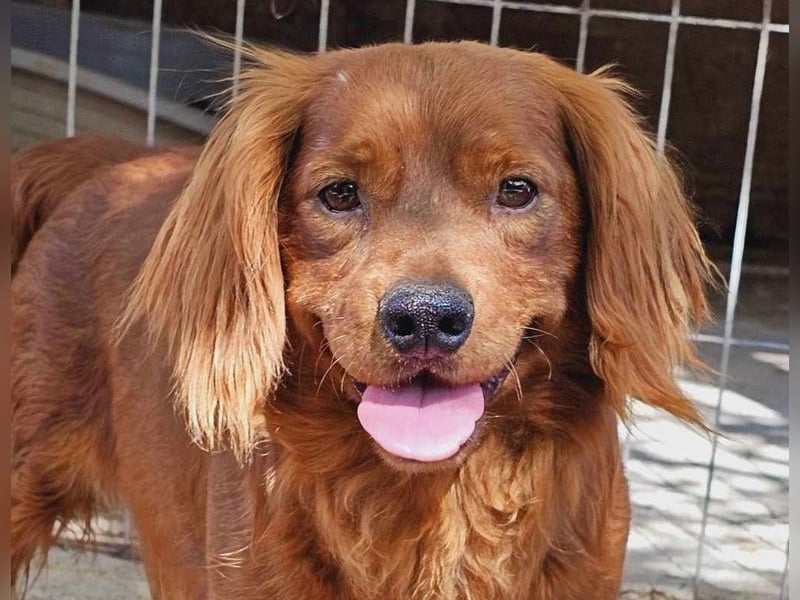 Benji – Dackel Mix ist auf Körbchen Suche