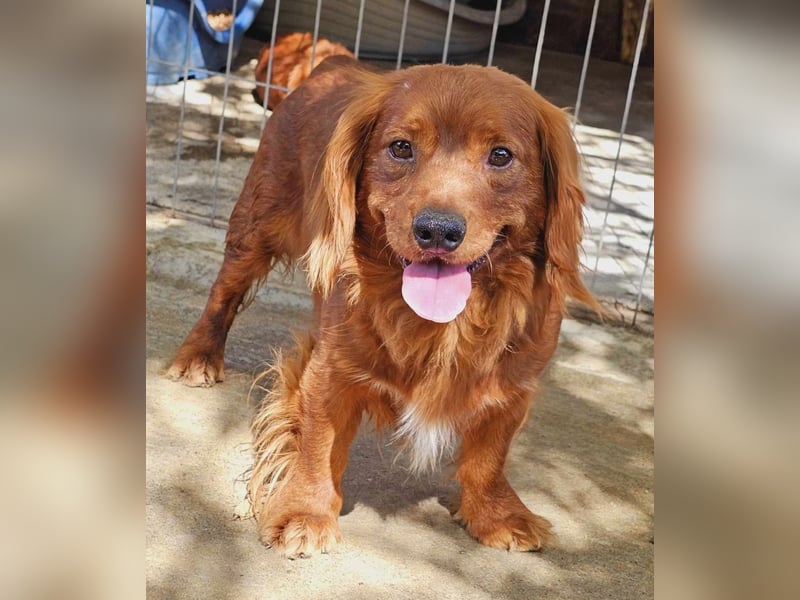 Benji – Dackel Mix ist auf Körbchen Suche