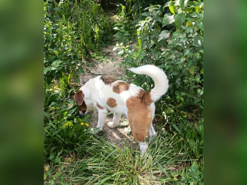 Beagle Mix „Freddy“  -  toller Familienanschluss gesucht