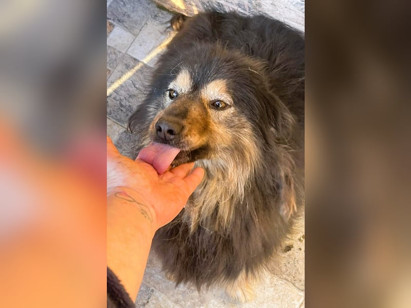 Herzbube Jack – sucht ein Zuhause für immer