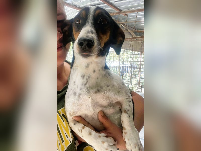 Pongo - Jack Russel Mix im Pünktchen Design