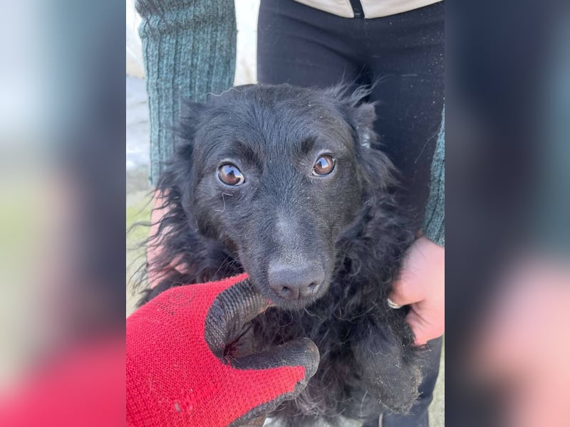 Aila – schwarze Schönheit sucht ein Zuhause