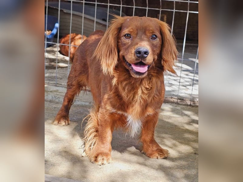 Benji – Dackel Mix ist auf Körbchen Suche