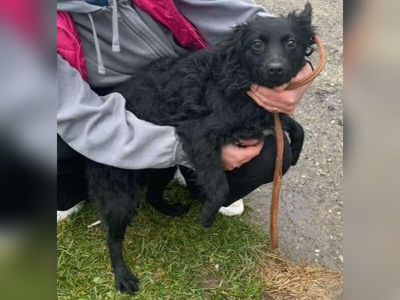 Aila – schwarze Schönheit sucht ein Zuhause