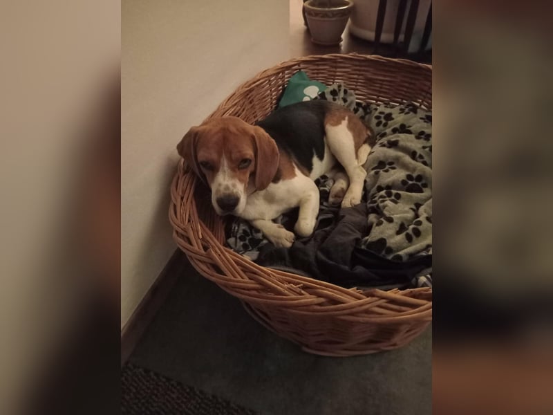 Beagle-Mix " NINO " - toller Bub und soooo lieb