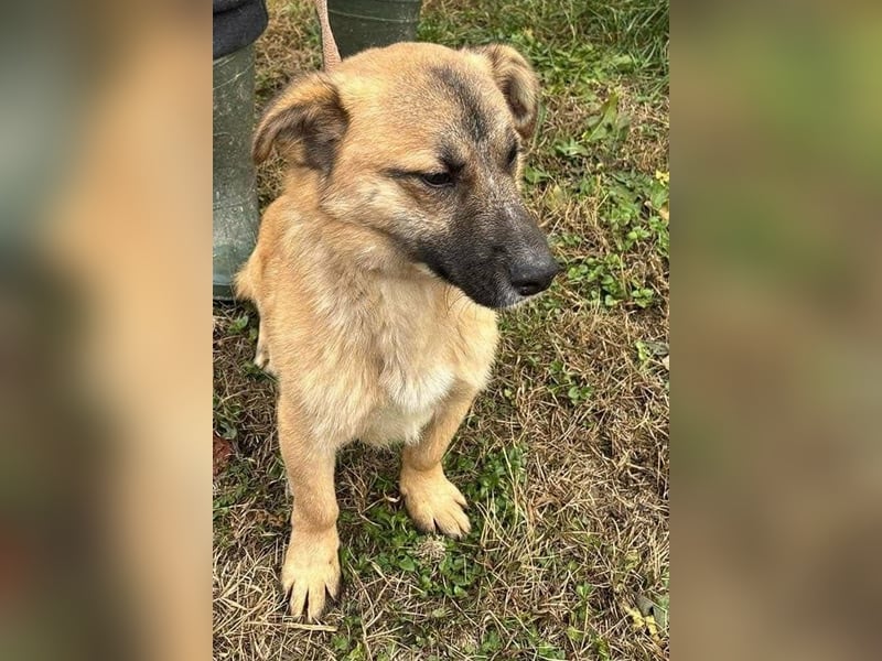 Little Ben - wartet in PLZ 16835 Herzberg auf Besuch