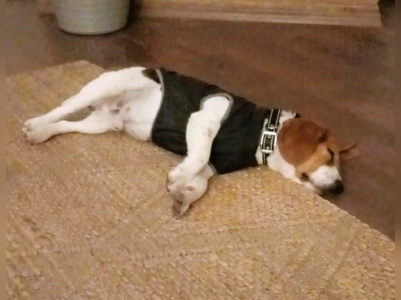 Beagle-Mix " NINO " - toller Bub und soooo lieb