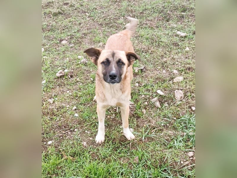 Harvey – jung-hübsch und super lieb