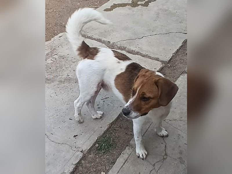 Beagle Mix „Freddy“  -  toller Familienanschluss gesucht