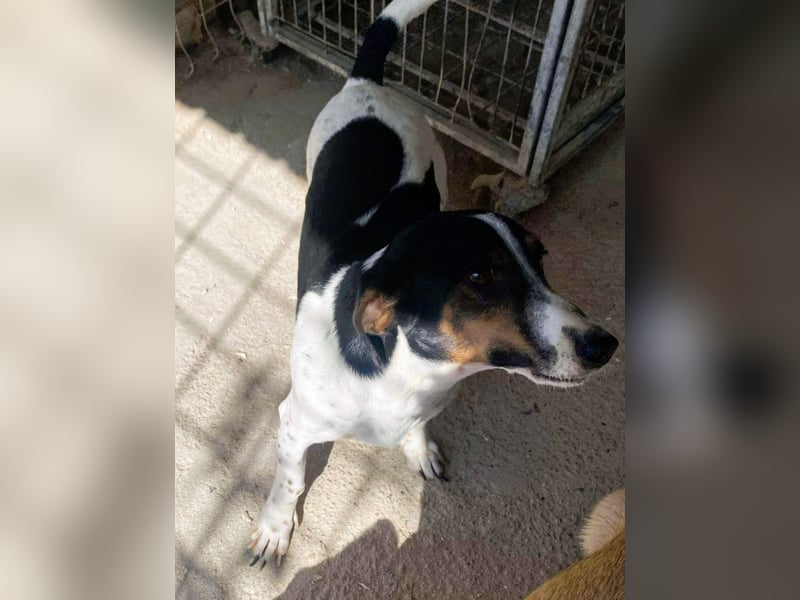 Pongo - Jack Russel Mix im Pünktchen Design